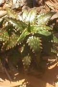 Aloe.jucunda1small.jpg (10267 bytes)