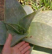 Aloe.karasbergensis1small.jpg (11320 bytes)