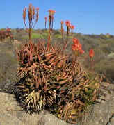 ../aloes/Aloe.khamiesensis.seeds.ra (64851 bytes)