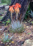 Aloe.krapholiana_plant__raceme_small.jpg (6648 bytes)