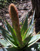 Aloe.lineata.muirii.jpg (206147 bytes)