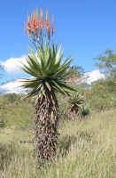 Aloe.littoralis.windhoek.namibia.2005.jpg (90688 bytes)