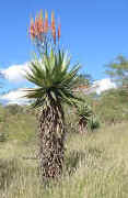 Aloe.littoralis.windhoek.namibia.2005_small.jpg (4990 bytes)