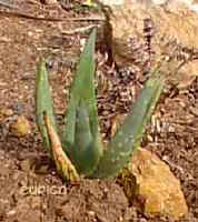Aloe.littoralis.young.plant1.jpg (9305 bytes)