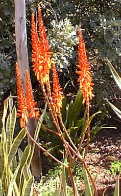 Aloe.lutescens.raceme1.jpg (40040 bytes)