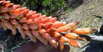 ../aloes/Aloe.marlothii.X.Aloe.globuligemma.ra (94620 bytes)
