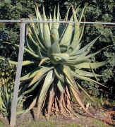 Aloe.marlothii.X.Aloe.rupestris.jpg (85558 bytes)