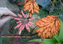 ../aloes/Aloe.marlothii.chabaudii.ra (68326 bytes)