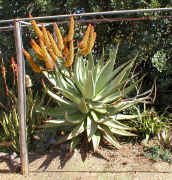 Aloe.marlothii_rupestris_hybrid_plant_raceme_2003_small.jpg (8663 bytes)