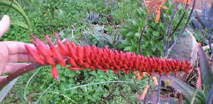 ../aloes/Aloe.mawii.ra (51956 bytes)