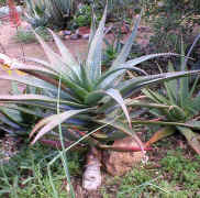 Aloe.mawii.plant_small.jpg (8407 bytes)