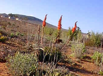 Aloe.melanacantha_Namaqualand.jpg (41540 bytes)