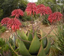 Aloe.mitriformis.flowers.raceme.close-up.27Dec2004.r_small.jpg (17275 bytes)