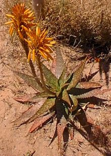 Aloe.mudanensis.young.plant.jpg (19694 bytes)