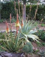 Aloe.mutabilis_rosette_seeds.jpg (145642 bytes)