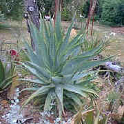Aloe.mutabilis_small.jpg (9136 bytes)