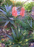Aloe.mzimbana.camaroonii.plant.jpg (70187 bytes)