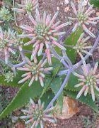 Aloe.petrophila.maculated.flecked.aloe.plant.flowers.jpg (15004 bytes)