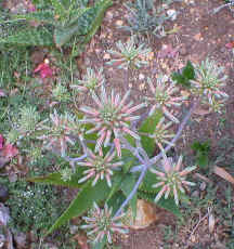 A.petrophila.raceme.1.jpg (109349 bytes)