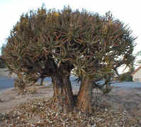 ../aloes/Aloe.ra (88413 bytes)