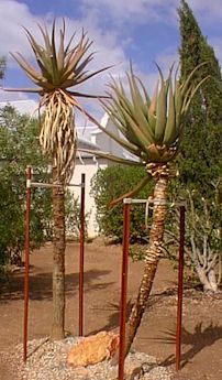 Aloe.rupestri.2large.jpg (24146 bytes)