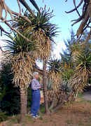 Aloe.rupestris.tree.seeds_small.jpg (12290 bytes)