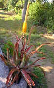 Aloe.spicata.jpg (68254 bytes)