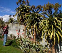 Aloe.thraskii.garden_wall_planting_small.jpg (21672 bytes)
