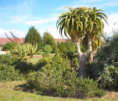 Aloe.thraskii_with_aloe_castanea.jpg (83905 bytes)