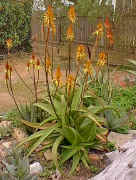 Aloe.vanbalenii.plant.jpg (59020 bytes)