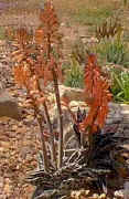 Aloe.variegata.flower.jpg (22741 bytes)