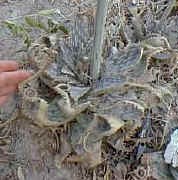 Aloe.zebrina.Namibia_small.jpg (14139 bytes)