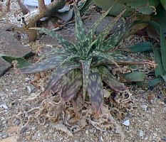 A.zebrina.best.jpg (34010 bytes)