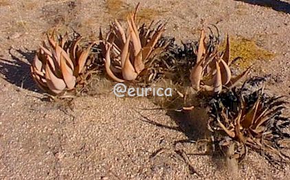Aloe.asperifolia.group.Namib.jpg (42127 bytes)