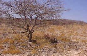 Aloe.asperifolia.landscape.Khorixas.jpg (34418 bytes)