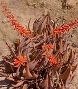 Aloe.asperifolia.landscape.Namib.jpg (28262 bytes)