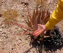 Aloe.asperifolia.size.jpg (33388 bytes)