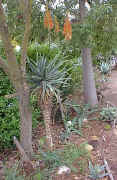 Aloe.pluridens_plant_raceme.jpg (78732 bytes)