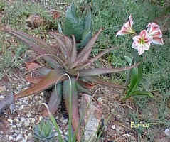Aloes_and_Amaryllis.jpg (70145 bytes)