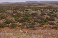 Bitterfontein.jpg (13235 bytes)