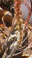 Gasteria.flowers.close-up_small.jpg (6767 bytes)