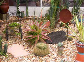 Gia.pots.aloe.cameronii.ornaments.garden.succulents.jpg (219409 bytes)