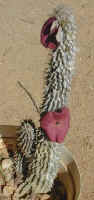 Hoodia.species.flower.jpg (34619 bytes)