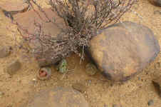 Namaqualand.small.plant.jewels.leanyear.jpg (115035 bytes)