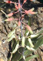 aloe.cameroni.x.gasteria.species.flowers.close-up.jpg (17809 bytes)