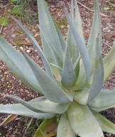 aloe.comosa.winter.rain.prime.condition..jpg (14678 bytes)