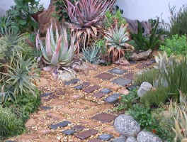 aloe.garden.green.jpg (85418 bytes)
