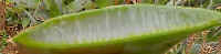 aloe.gel..jpg (15097 bytes)