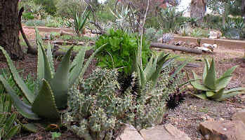 aloe.secunda.huernia.sp.garden.jpg (186267 bytes)