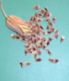 aloe_seeds.jpg (1944 bytes)
